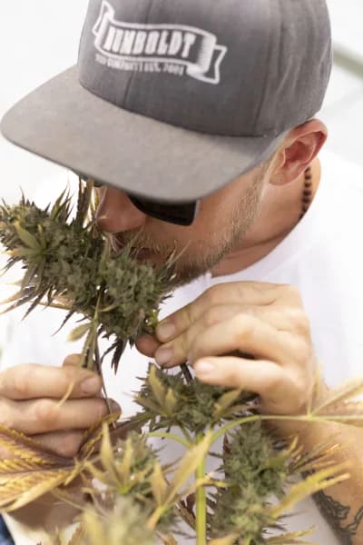 Man in a cap closely inspecting fresh cannabis buds.